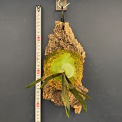 【UJ】ビカクシダ　P. willinckii 'Golden Boy' Spore 板付け (コルク)【136】