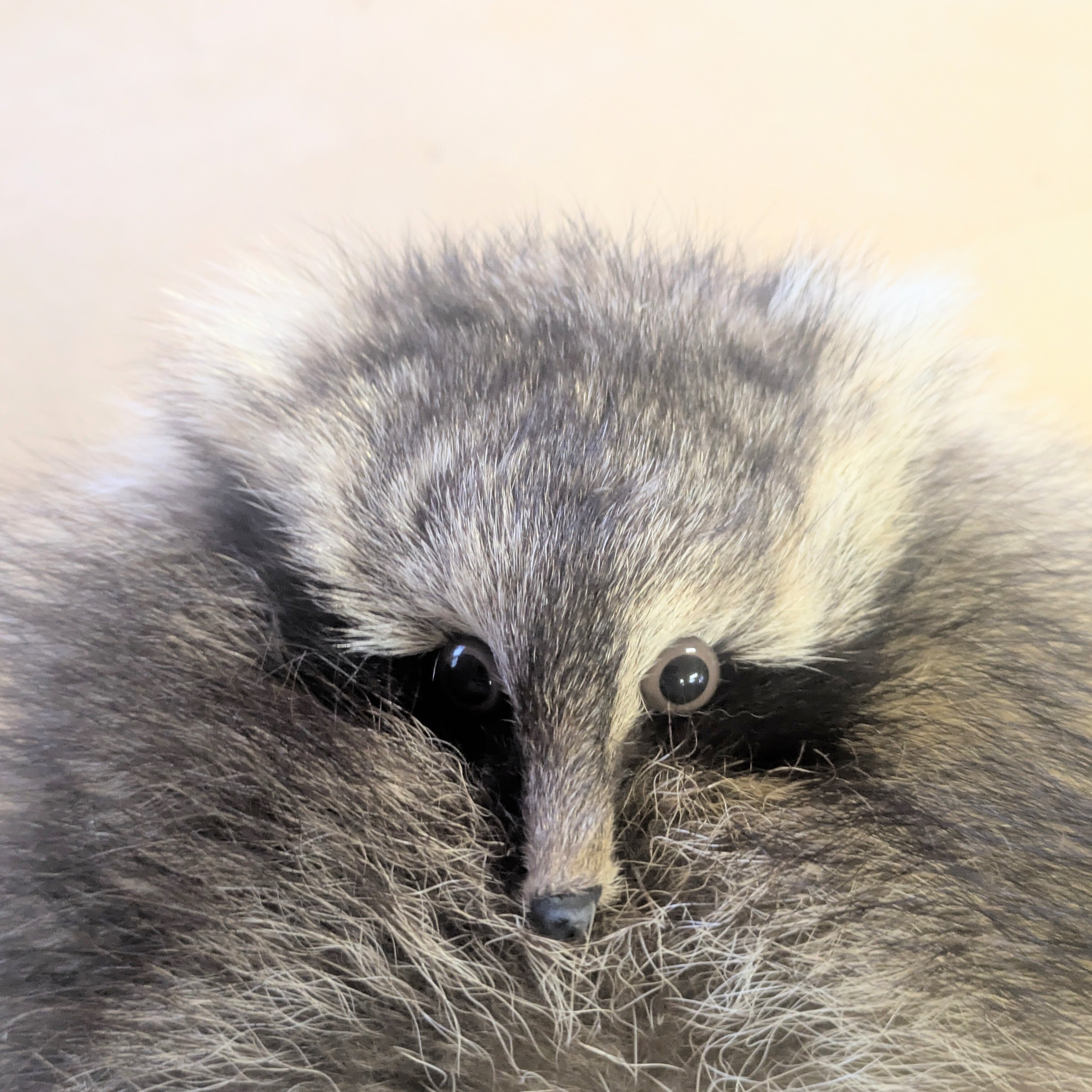 アライグマ 帽子 ハット | 若松毛皮