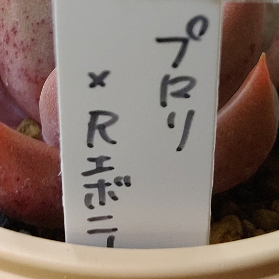 プロリ×Rエボニー | RuPo 多肉植物専門店
