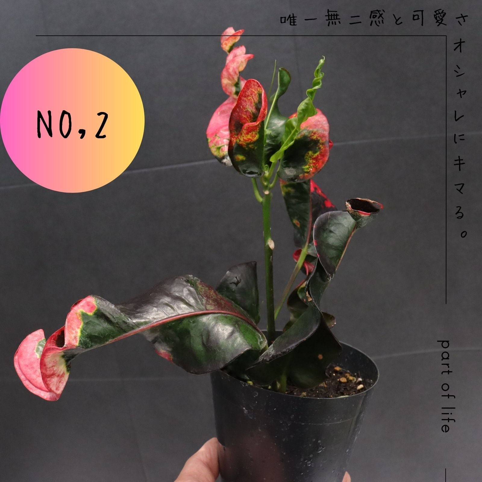 希少 クロトン プランティップ prang thip 卓上サイズ 観葉植物 熱帯