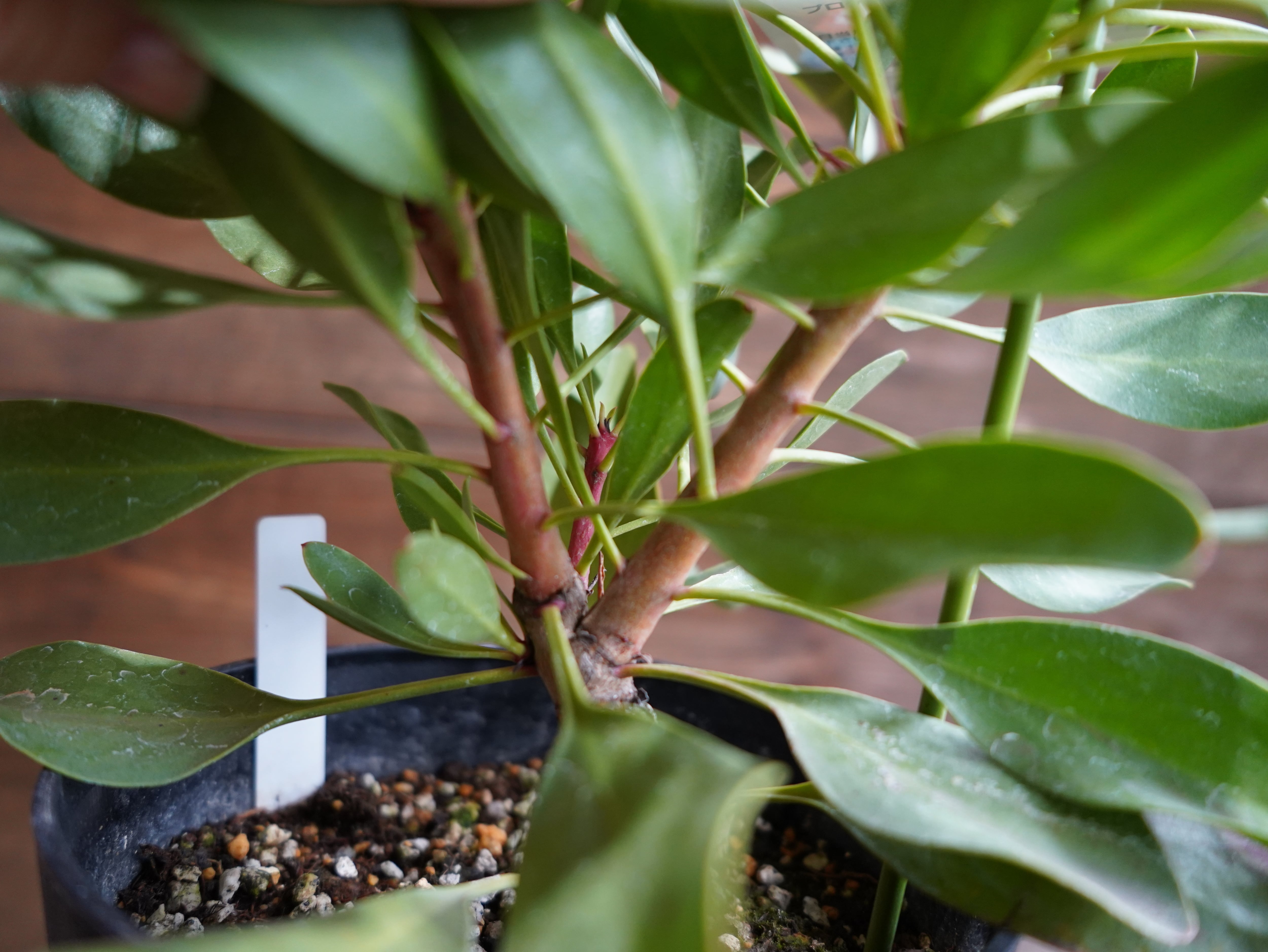 【現物】プロテア　”リトルプリンス”　A