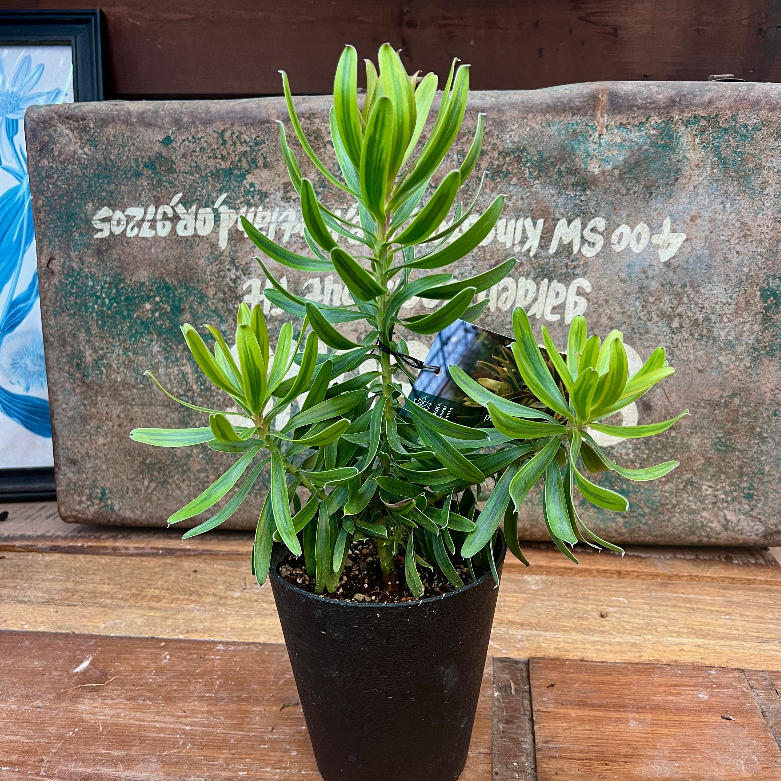 リューカデンドロン ストロークバリエゲイテッド | 沼ノ上農園