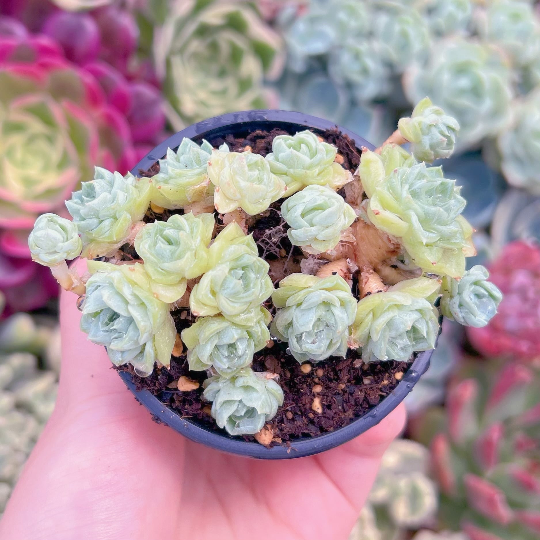 現品　 ホワイトスワン#B55　群生　るる農園