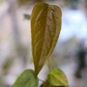 【希少】Anthurium Queen of Heart / アンスリウム クイーン オブ ハート⑬ / 観葉植物<育て方・花言葉>