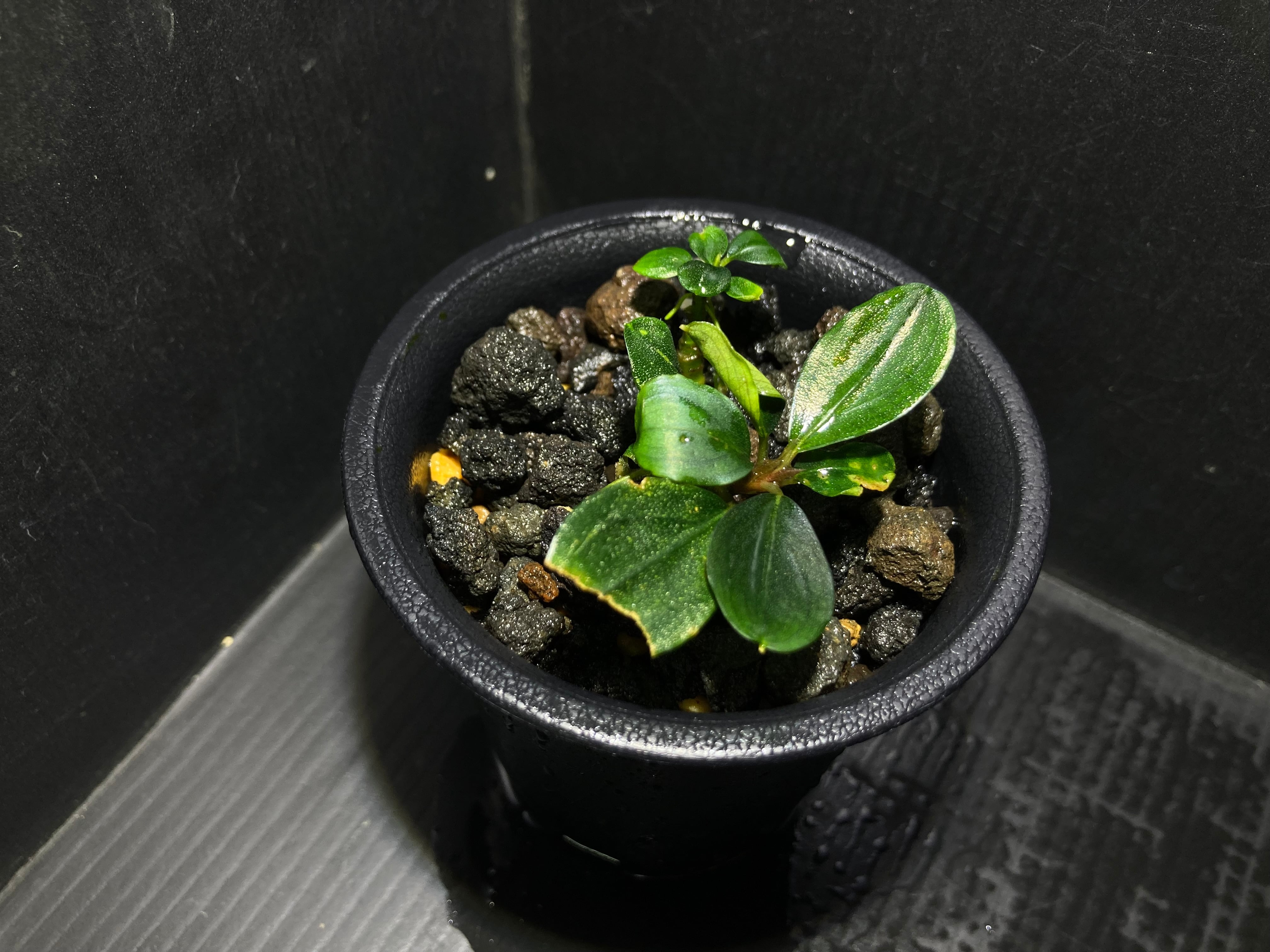 ブセファランドラsp.ヘレナ2013大株付き・活着済み ブセファランドラsp.Helena2013（ヘレナ2013）【完全水中葉