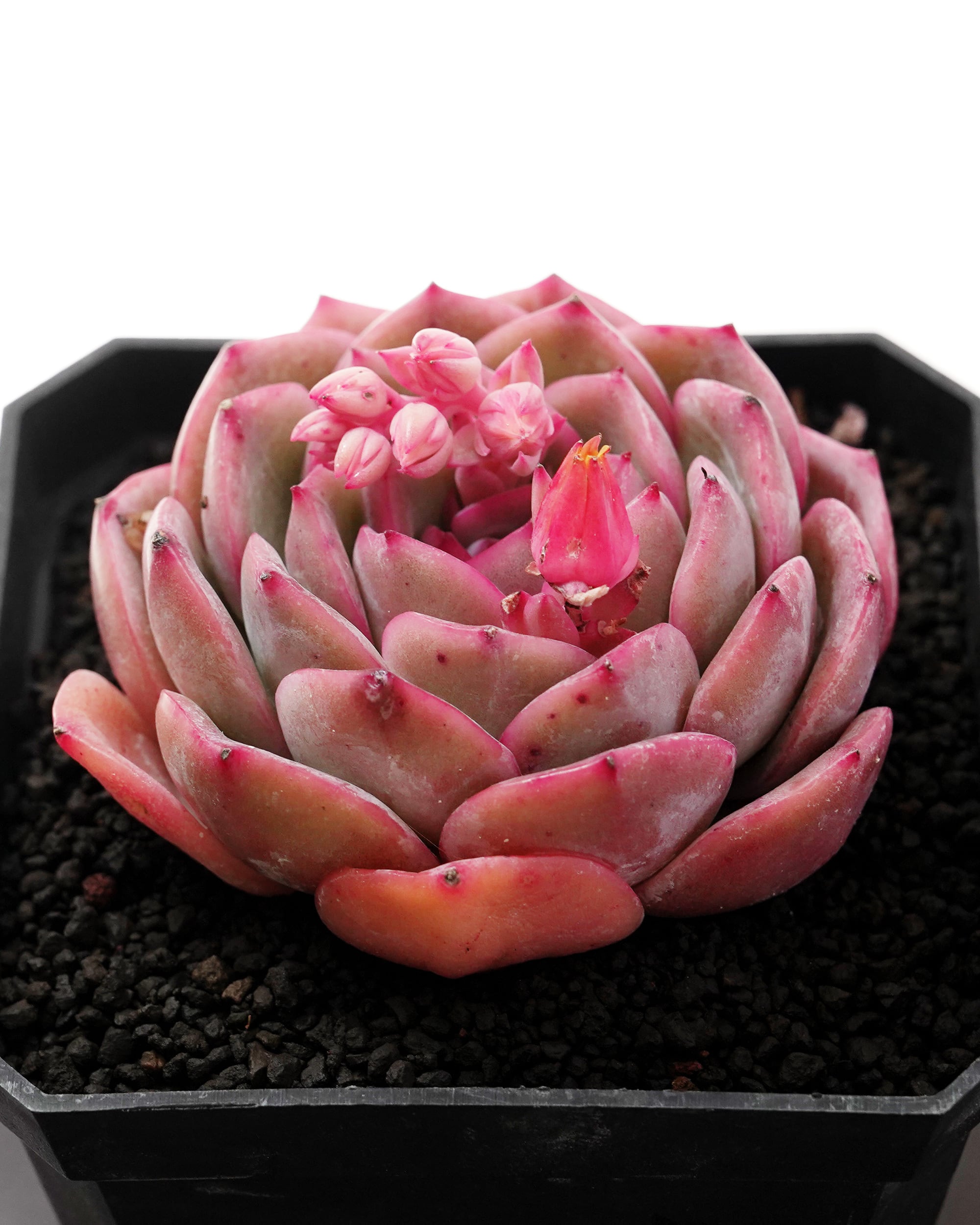 パリー トランカータ オリザバ Agave parryi var. truncata 'ORIZABA'】 これは人気出るの分かる。 葉