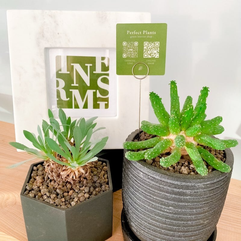 ユーフォルビア　イネルミス　白花先端咲き ユーフォルビア・イネルミス | INERMIS ～perfect plants～