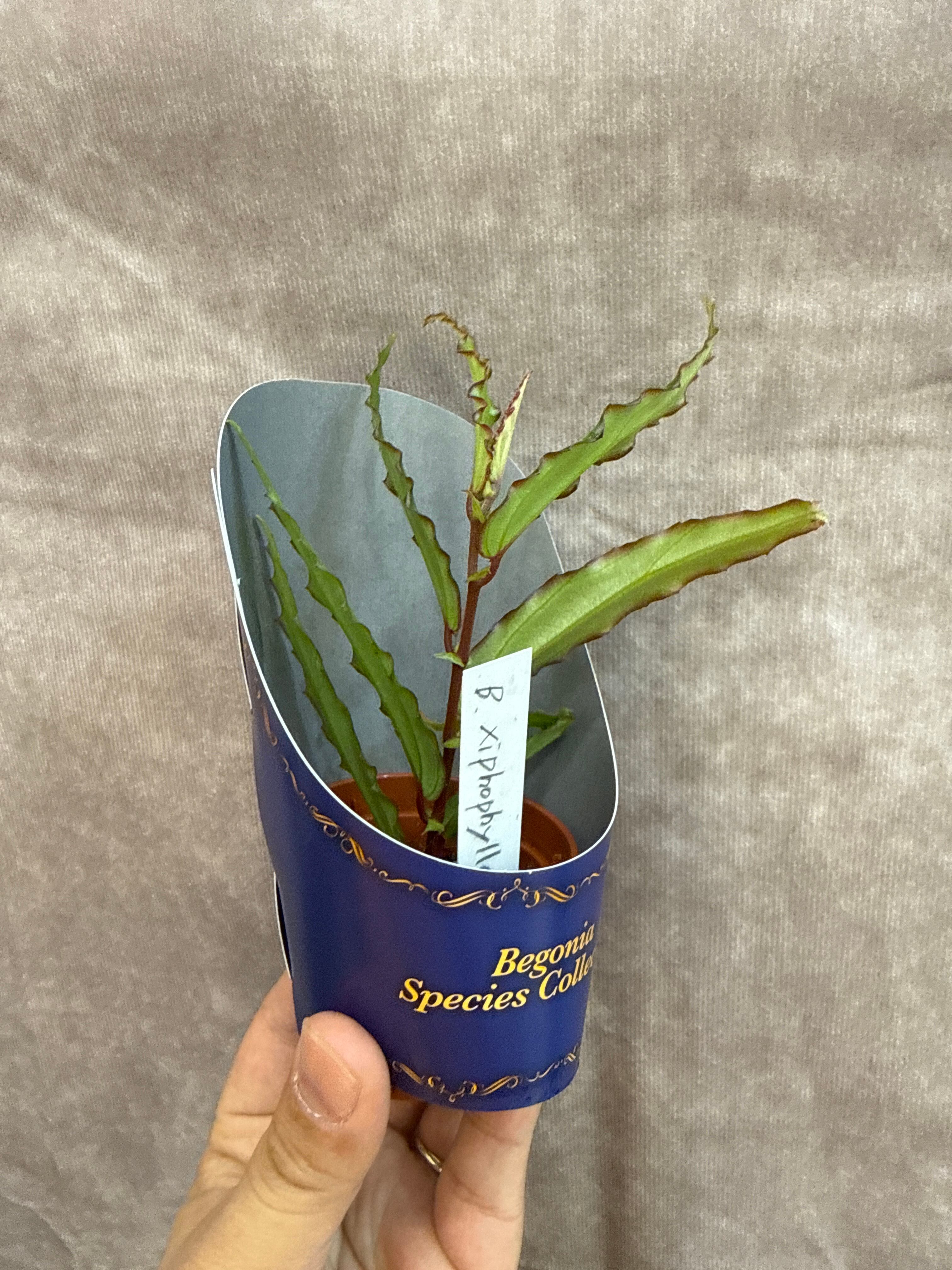 週末セール　怪奇植物 ベゴニアメラノブラータ 希少植物④ ベゴニア xiphophylla クシフォフィラ | Gardenえん 【観葉熱帯植物】