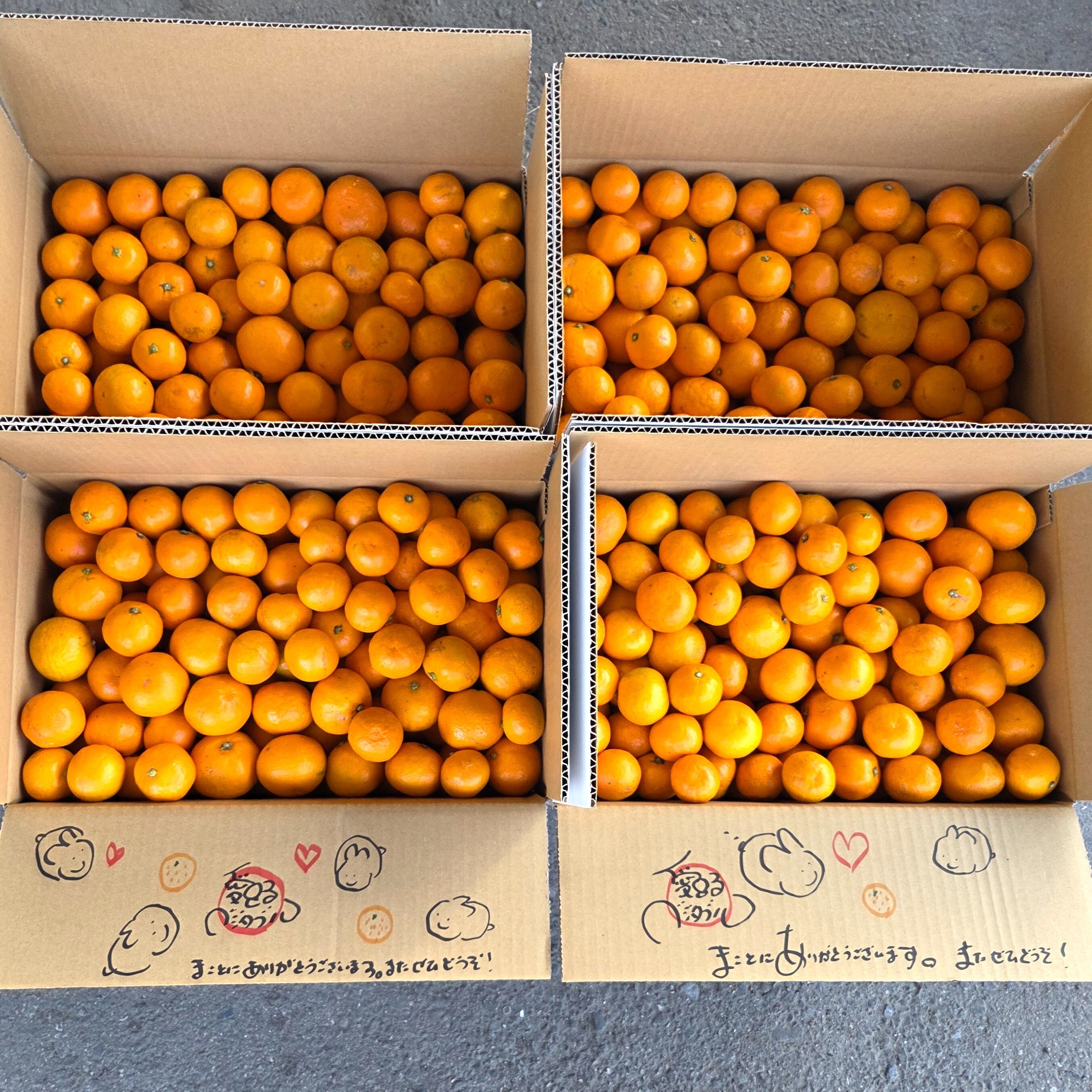 ☆ワカヤマフルーツ☆おみかん☆大人気セット☆早生ゆらミカン☆ | 愛