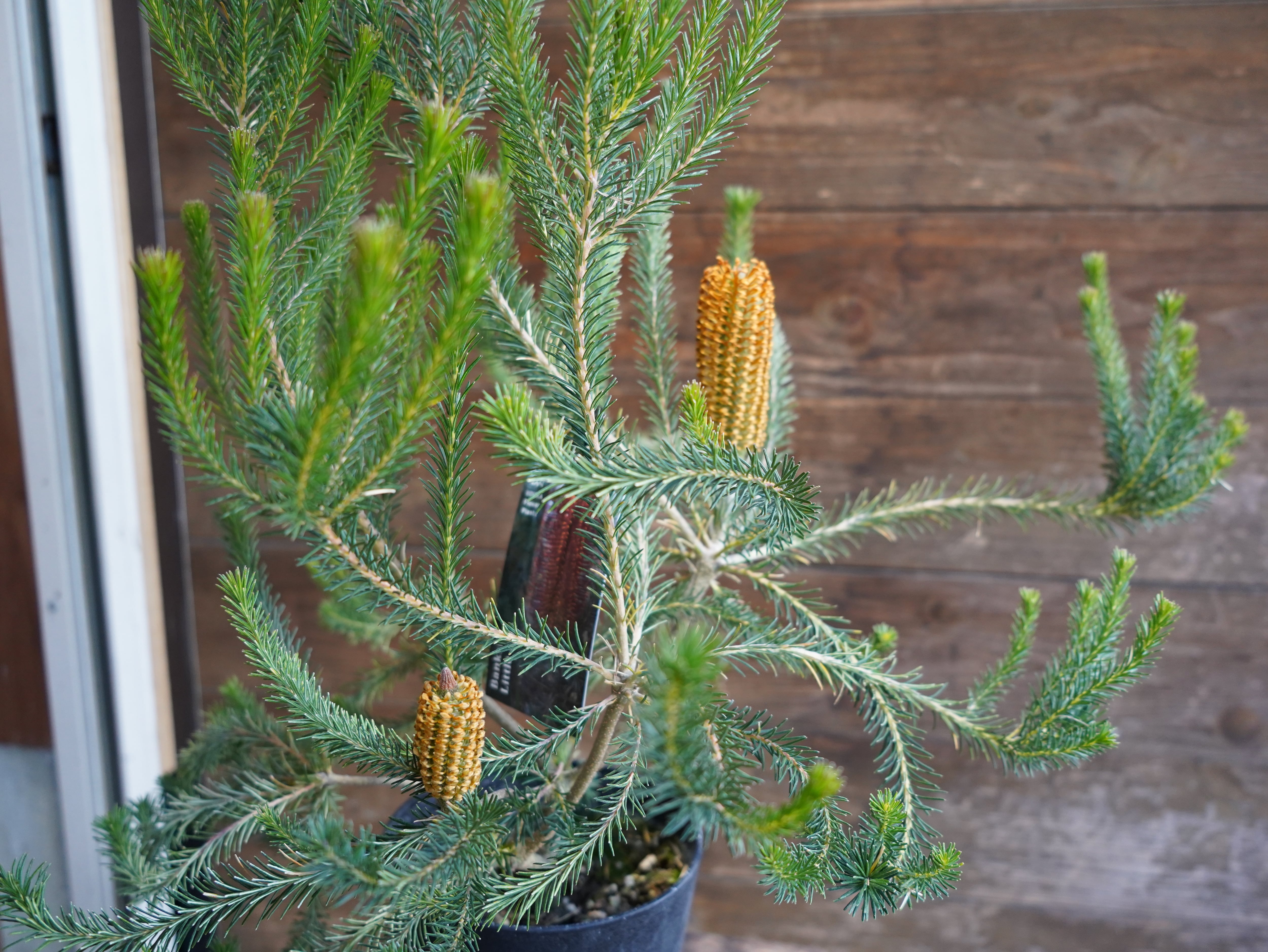 【現物】バンクシア　”リトルエリック”　B