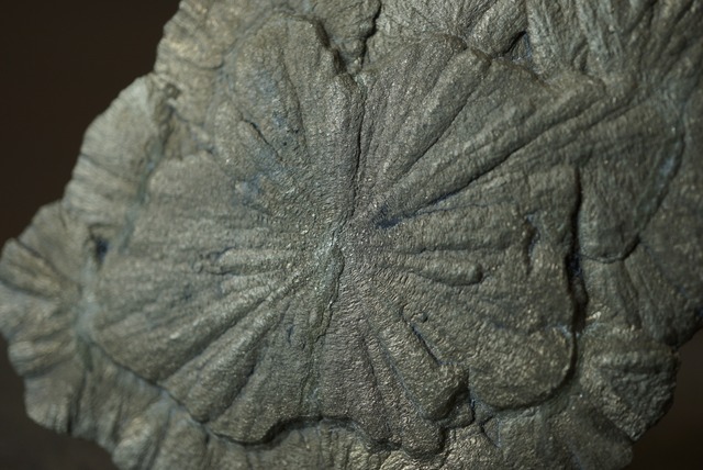 パイライトサン  Pyrite Sun 1365