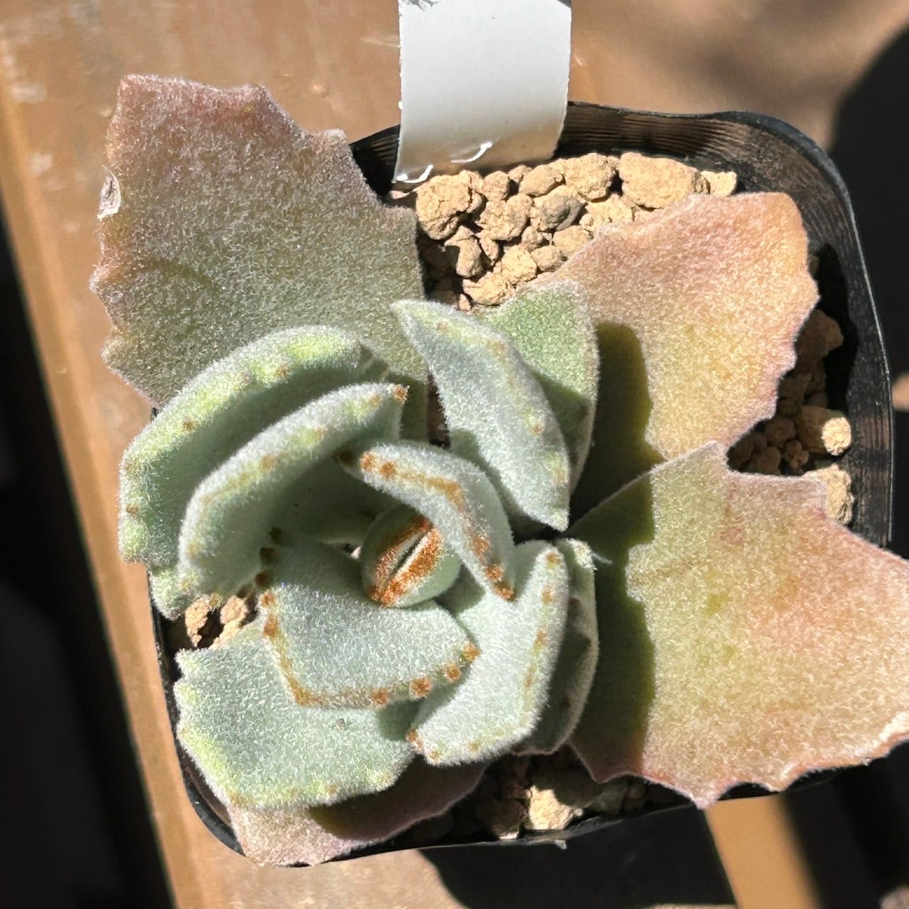 専用‼︎ 多肉植物^o^  月の光 月の光 | RuPo 多肉植物専門店