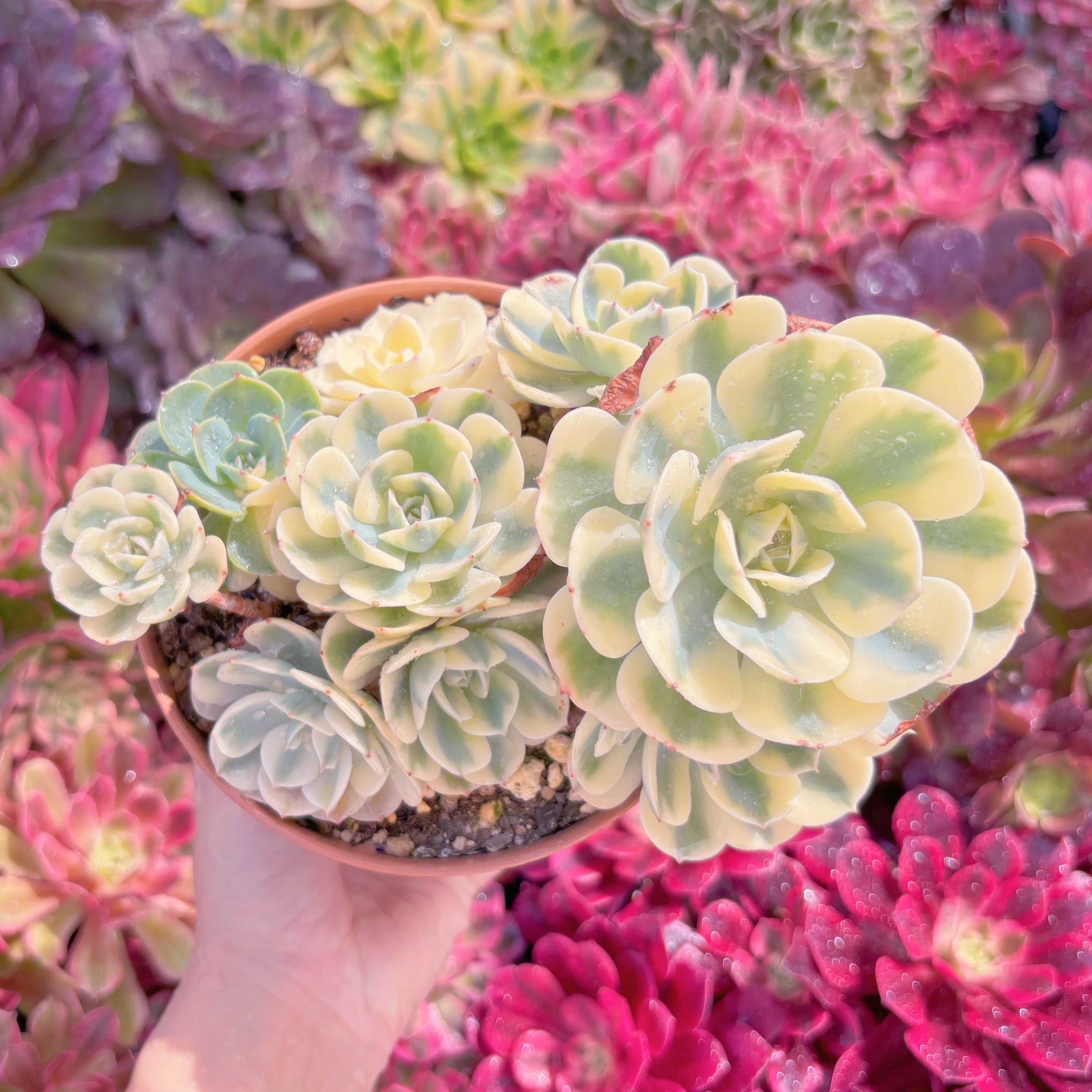 現品　ルノーディン#818　大群生　るる農園