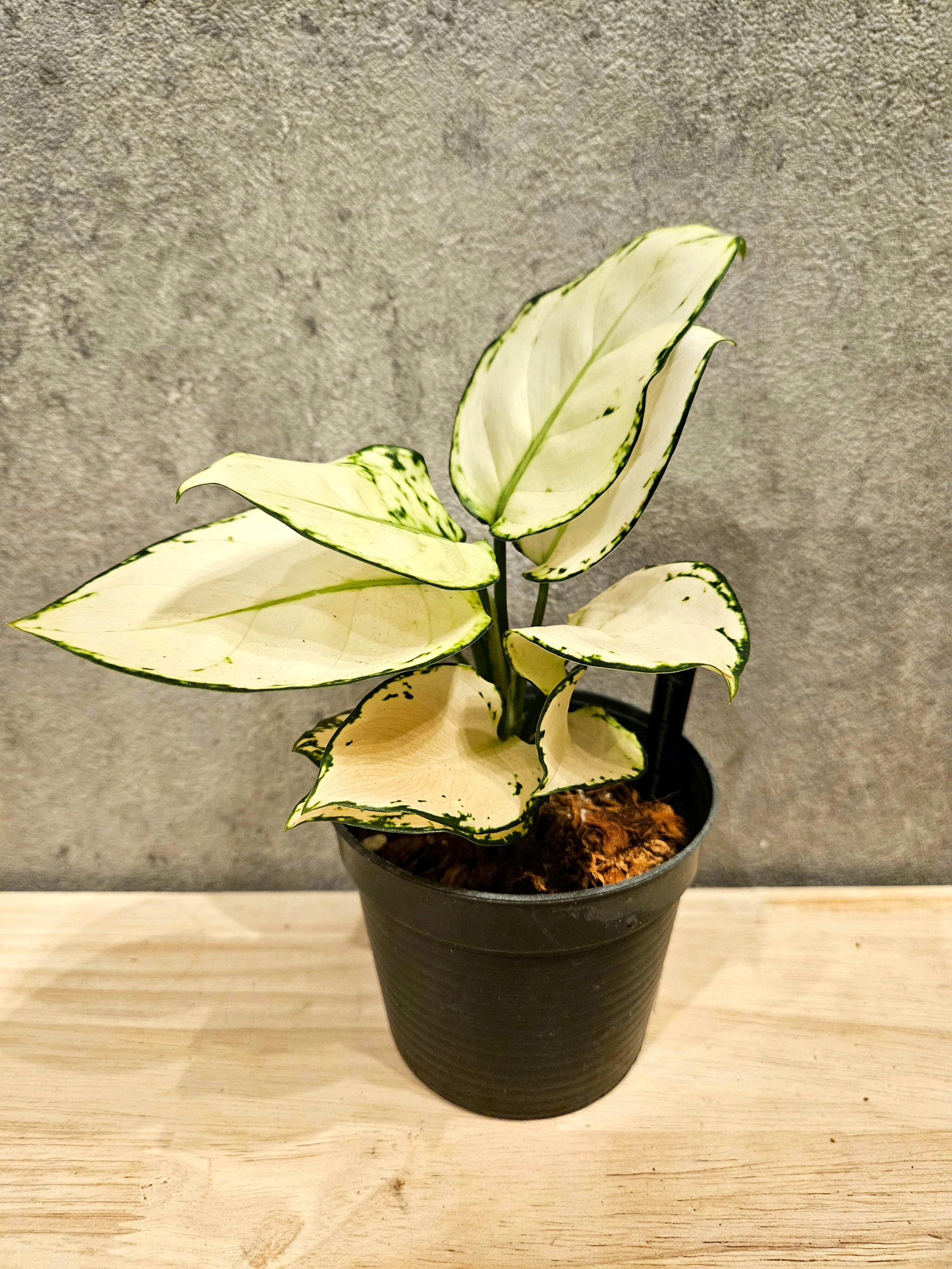 Aglaonema Unyamanee White 【artPLANTs】 アグラオネマ/Aglaonema