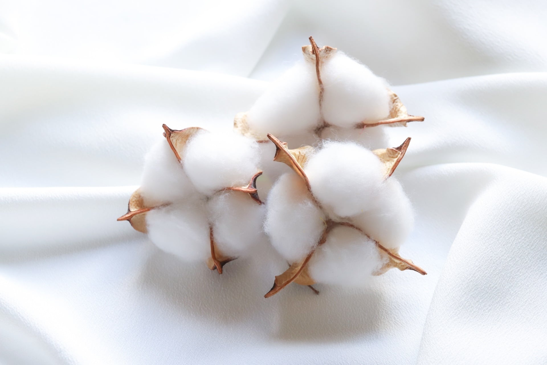 BloomingCotton 7個 無色アロマ10㎖付き | COTEX