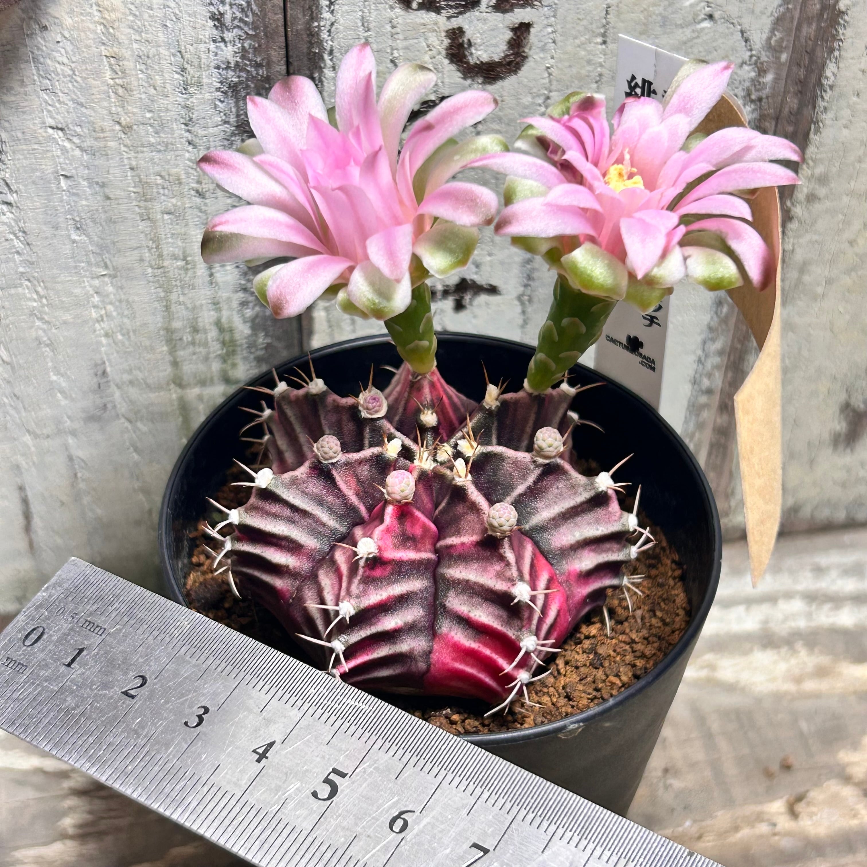 H)⑤ギムノカリキウム 緋牡丹錦(夏型 | RuPo 多肉植物専門店