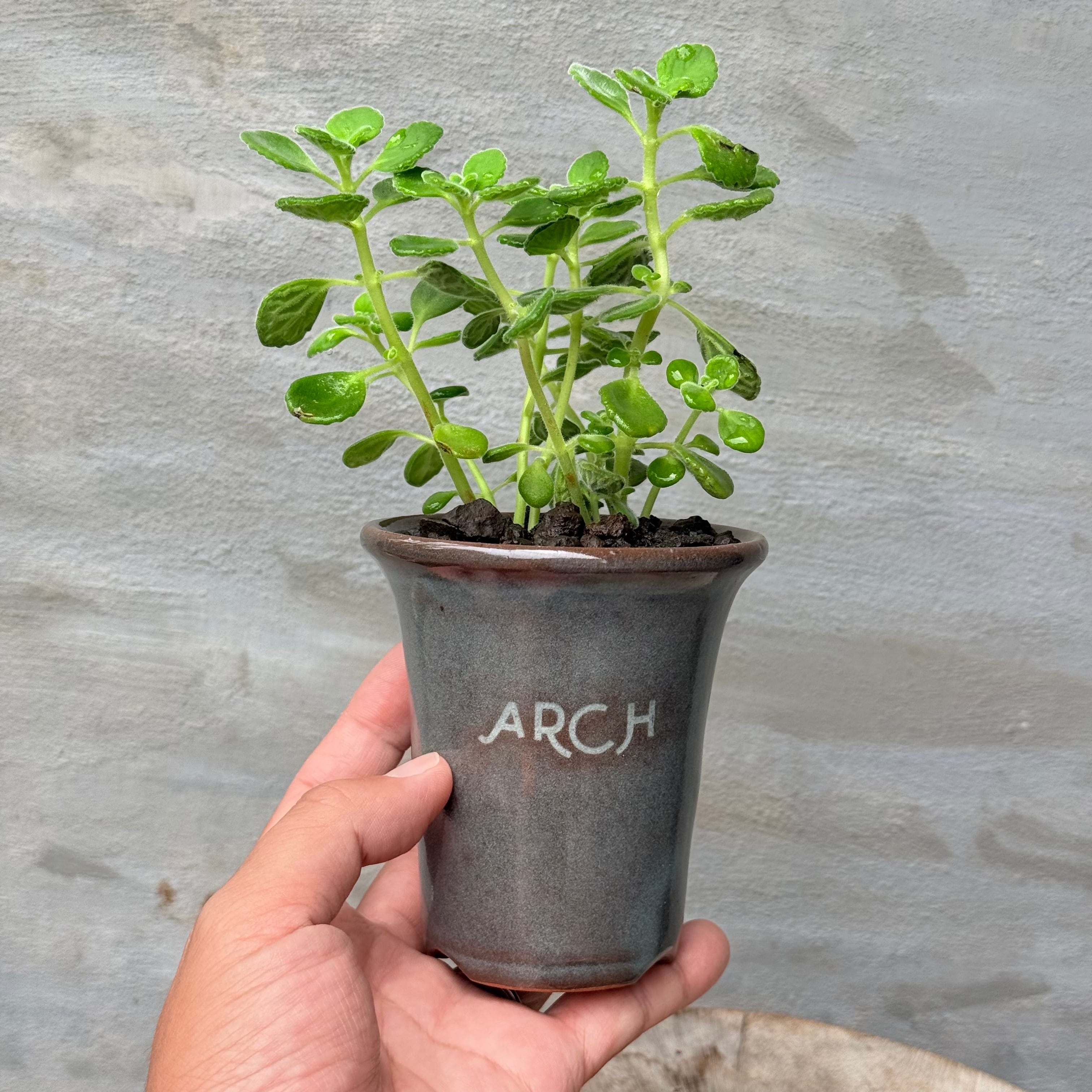植物 | A-PLANTS
