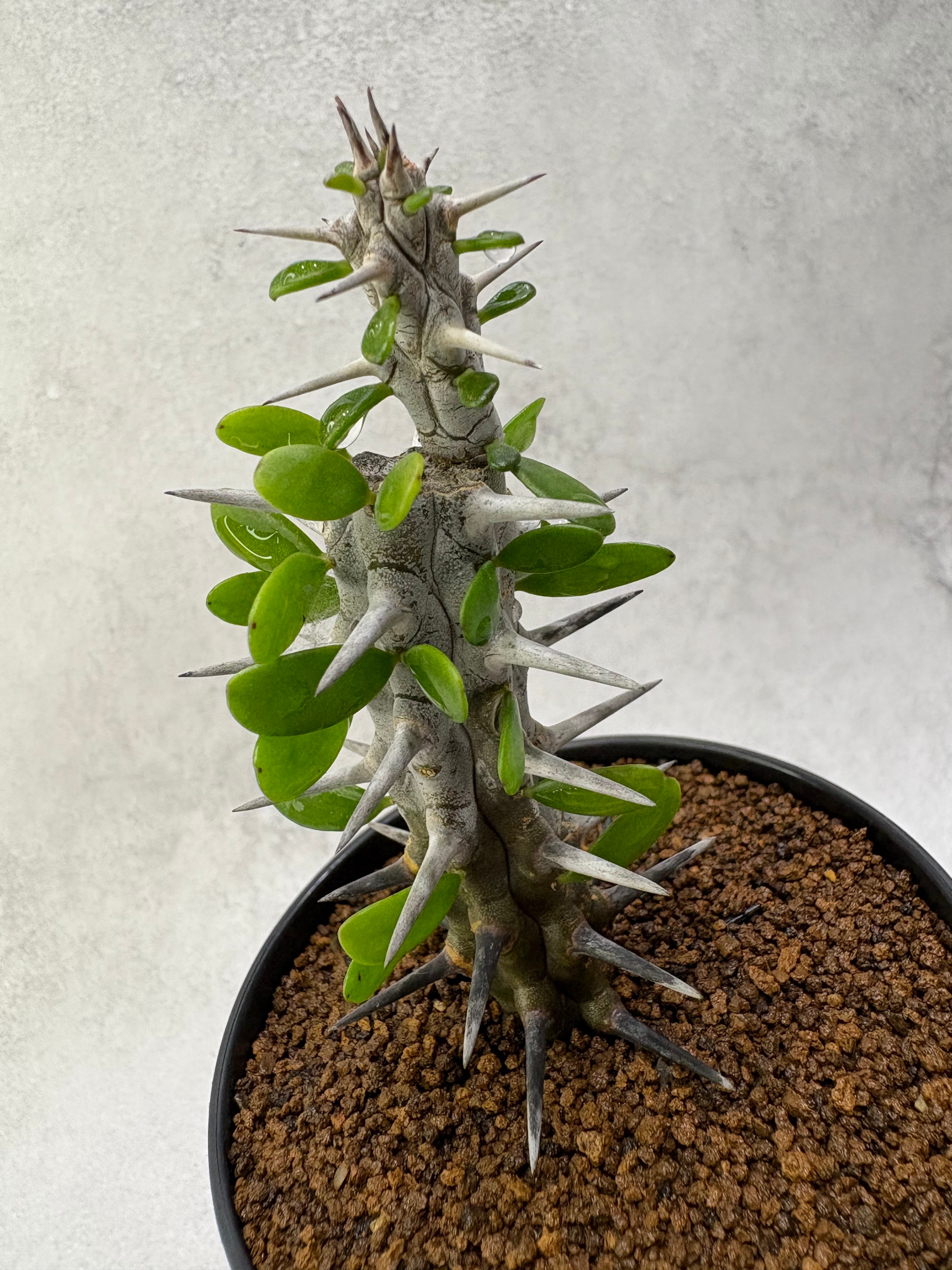 パキポディウム レウコキサンツム | MPS