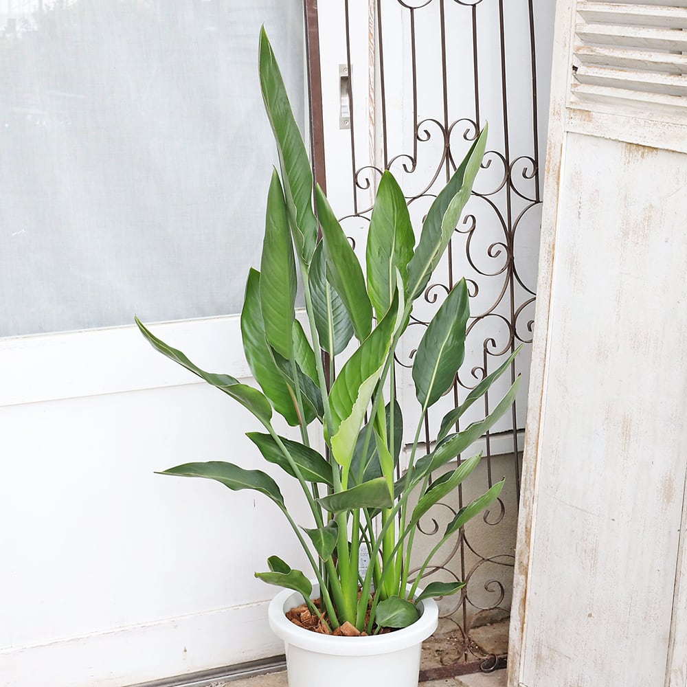 ストレリチア　レギネ　８号　約１１０㎝ 現品販売 観葉植物 ストレリチア レギネ 8号 H110cm 育てやすい 室内