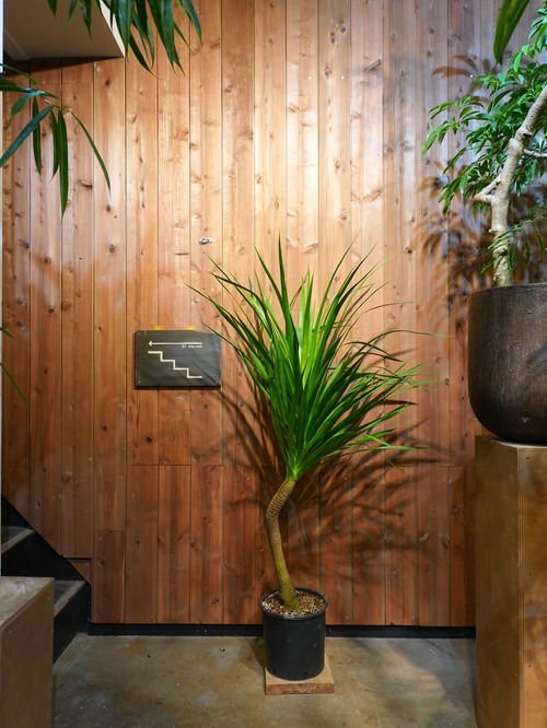 ドラセナ　カンボジアーナ