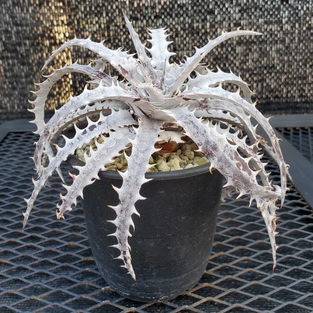 ブロメリア・エアープランツ Dyckia Branca de Neve original clone F00380_Dyckia 'Branca de Neve'：ディッキア・ブランカ・ジュ・ネヴェ