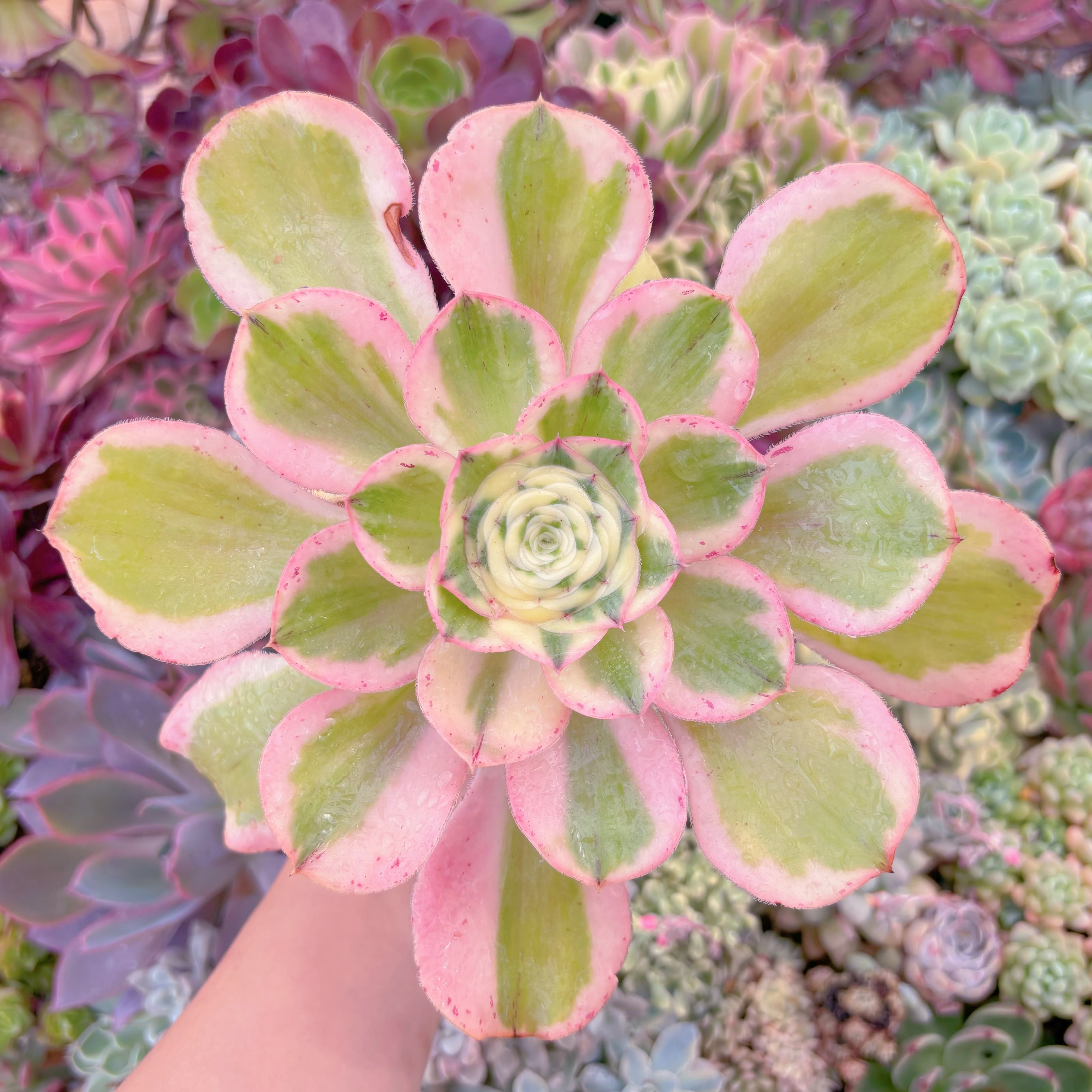 現品　燕姿錦#A02　るる農園