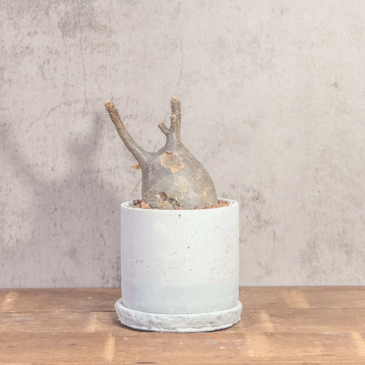 グラキリス(26cm胴回り)|現地株らしい荒肌と生命感あふれる枝ぶり【発根済】【虫発生抑制/手作りモルタル鉢】