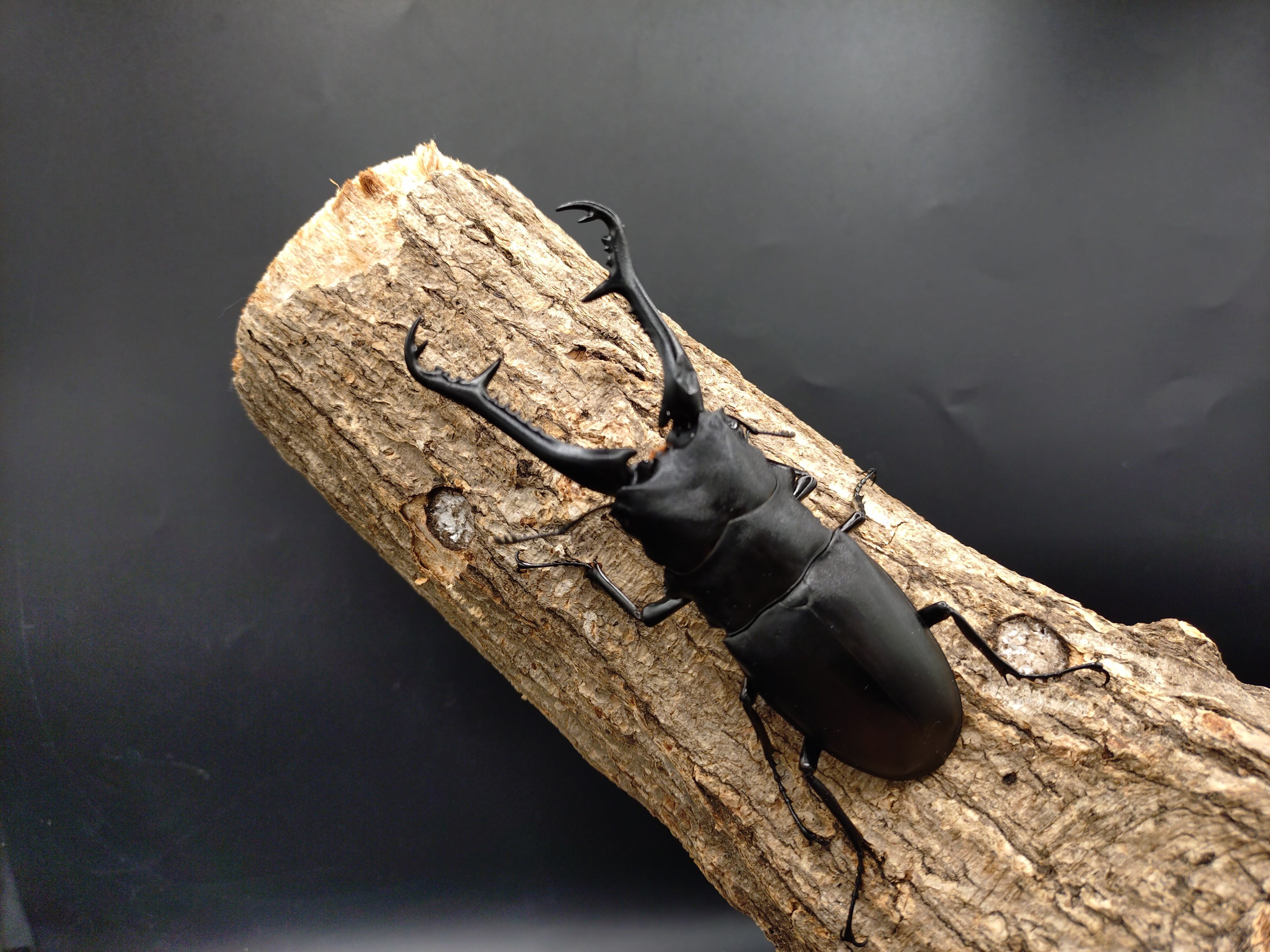 DHヘラクレス　♂162.5mm 162.5mm DH ヘラクレス As. 』DHヘラクレス-オス単-162.5mm No120