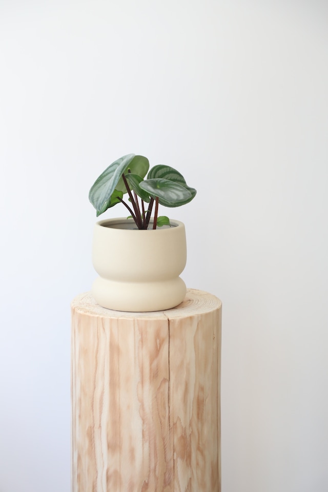 スイカぺぺ/Peperomia Watermelon　※陶器鉢カバー付き