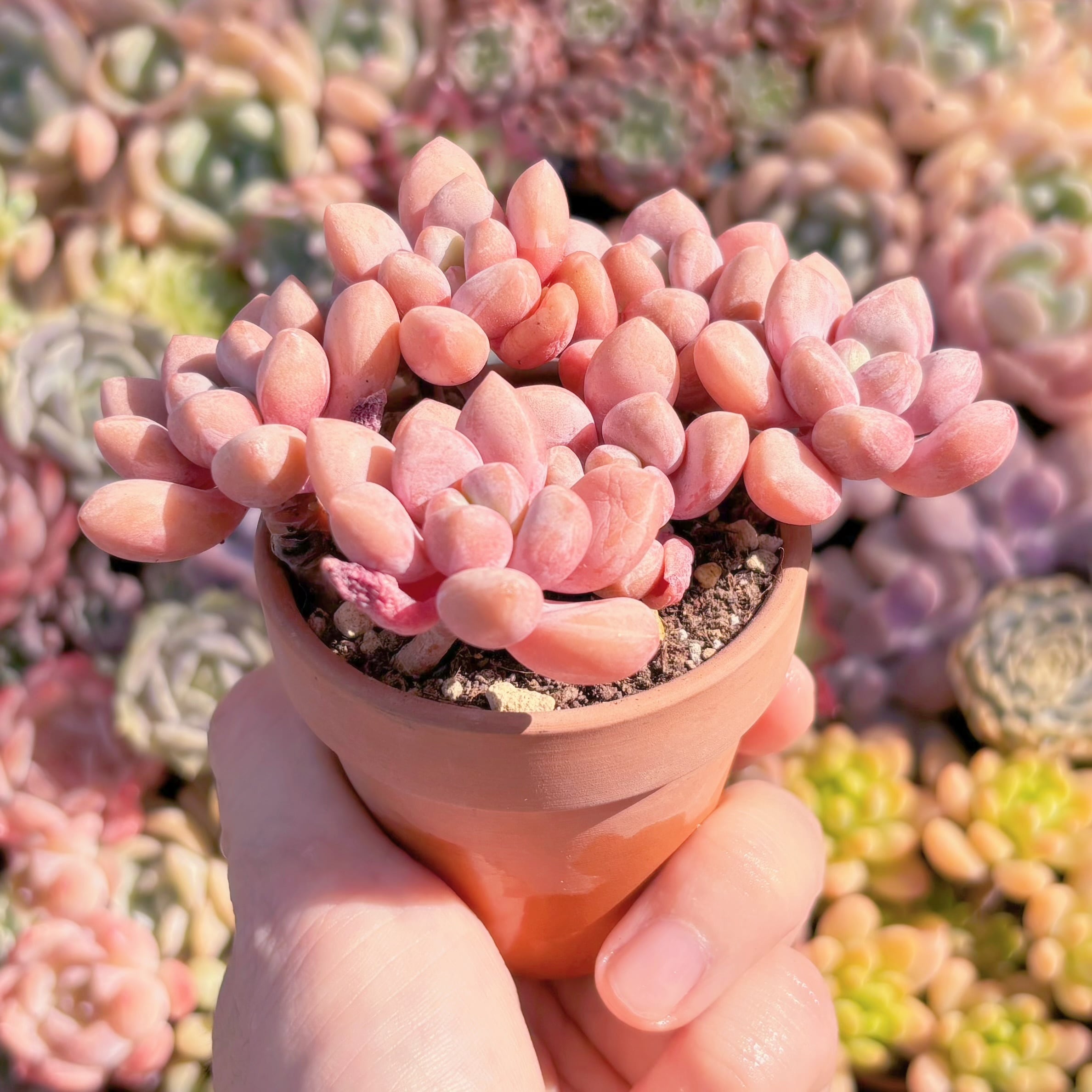 多肉植物 桜桃 群生 新入荷 るる農園 | るる農園~多肉植物専門