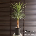 ユッカ デスメティアーナ 6号 Yucca Desmetiana ヤシ 幹立ち 0706BK