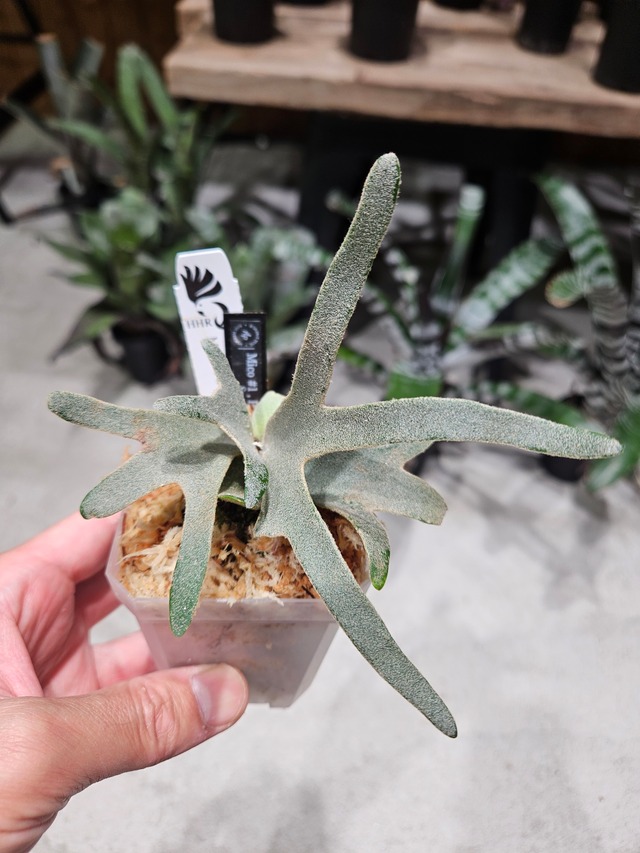P.Hitomi Mix Sporelings (P.Mico#1 × P.Him × P.Totoro Sporelings)【artPLANTs/PLANTS GARAGE 】ビカクシダ/Platycerium