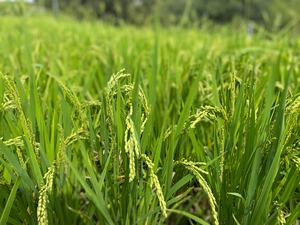 えびの産ヒノヒカリ（玄米2kg）