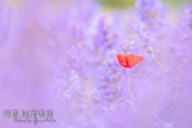 【ポストカード】赤の覚悟【ポピー】