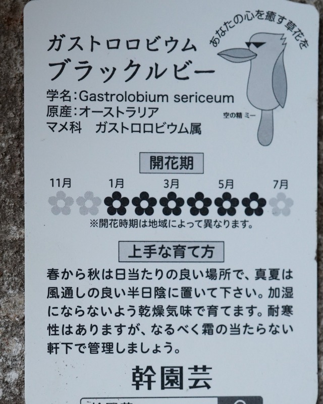 【長く楽しめる】ガストロロビウム　ブラックルビー　４号　