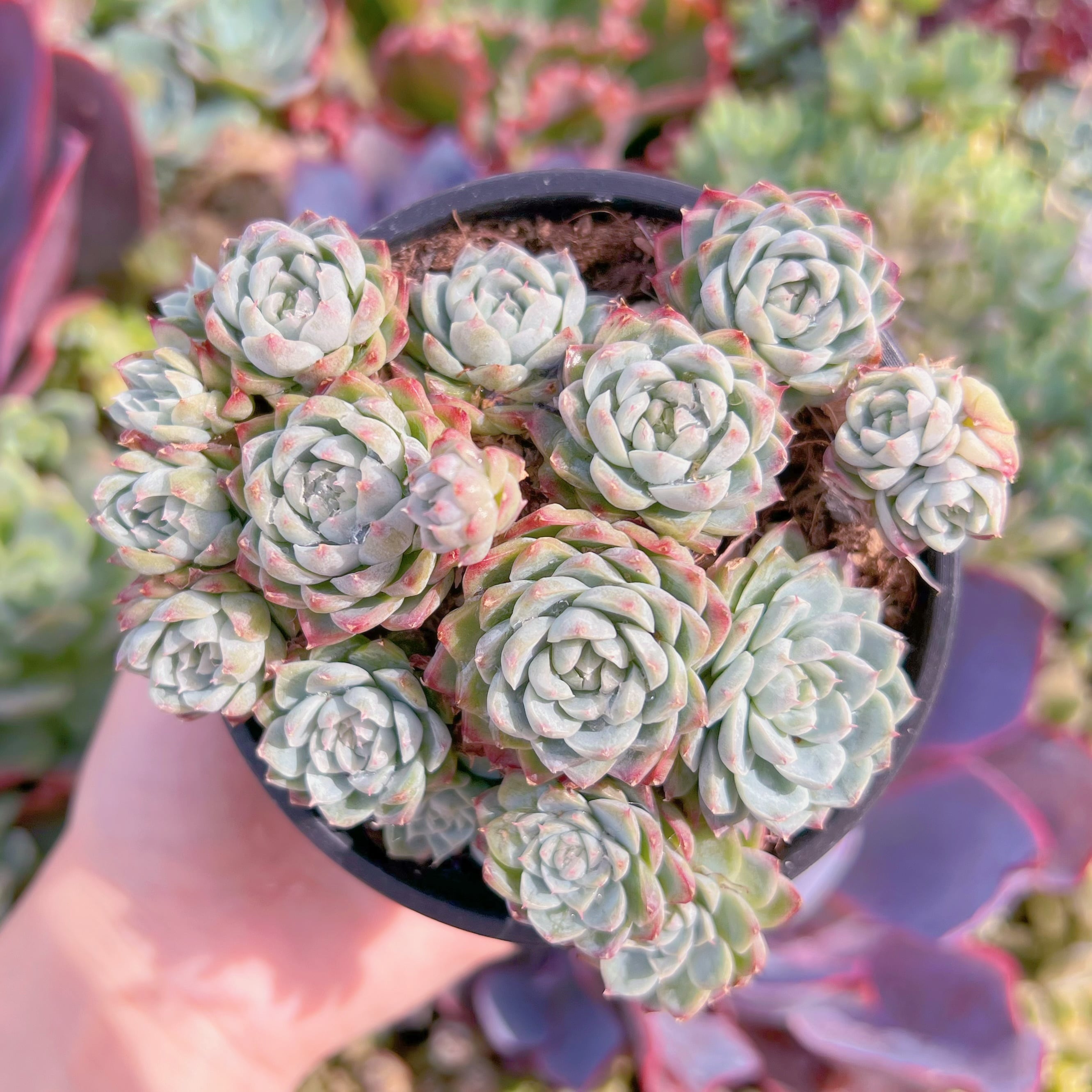 現品　女王花冠#K476　群生　るる農園