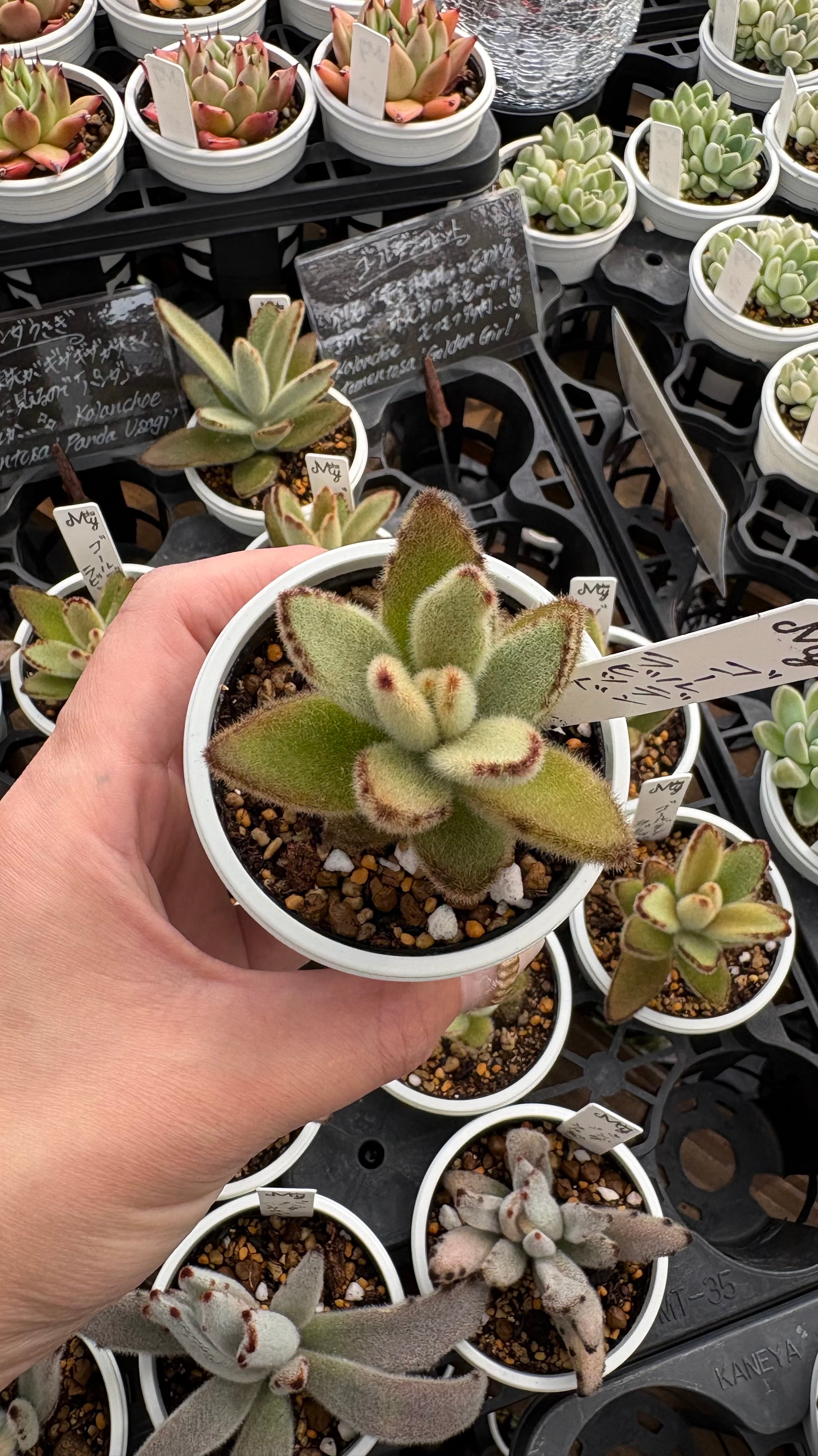初恋 多肉植物 グラプトベリア 安心の生産ポットそのまま販売（8個