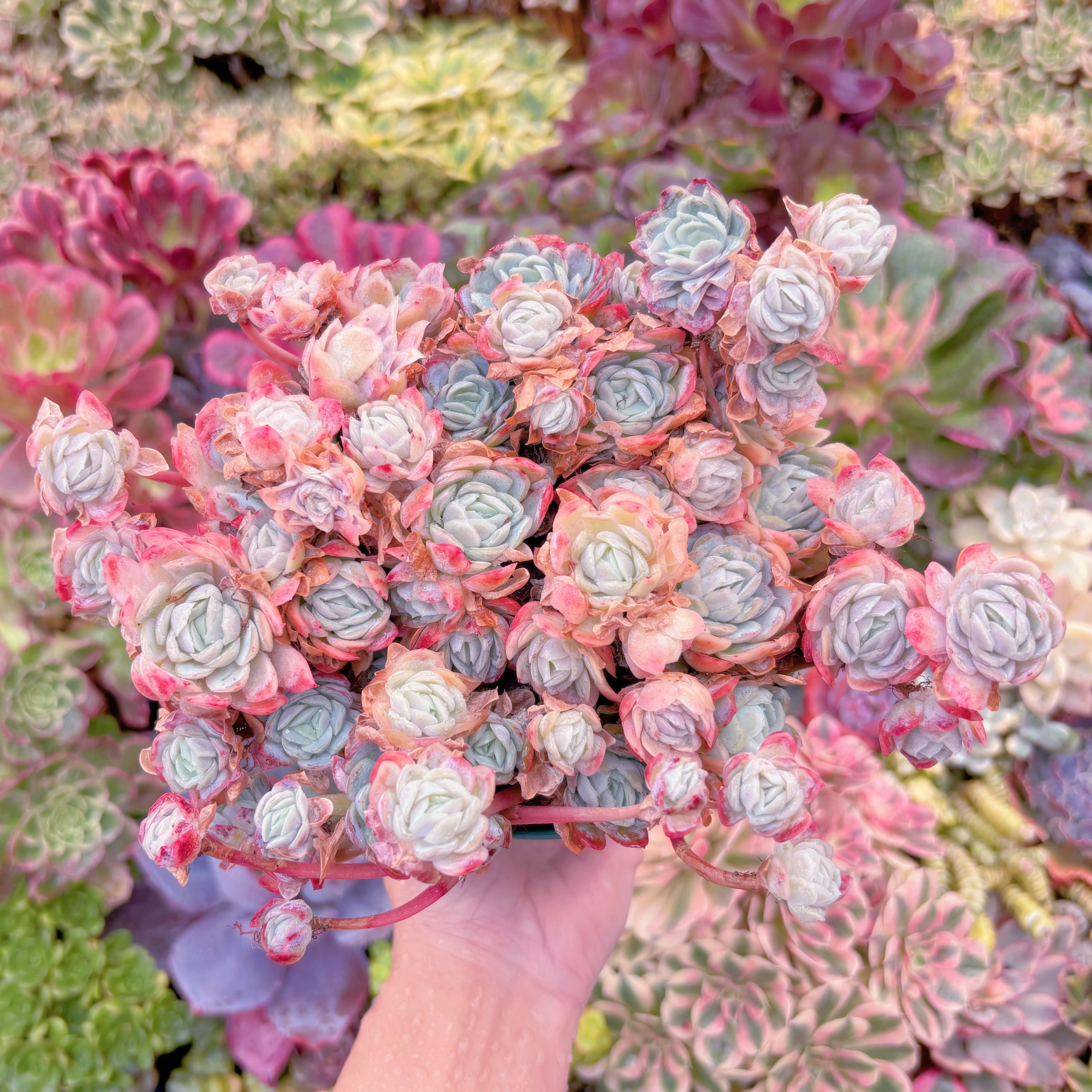 現品　クィーンローズ覆輪錦#614　特大群生　るる農園