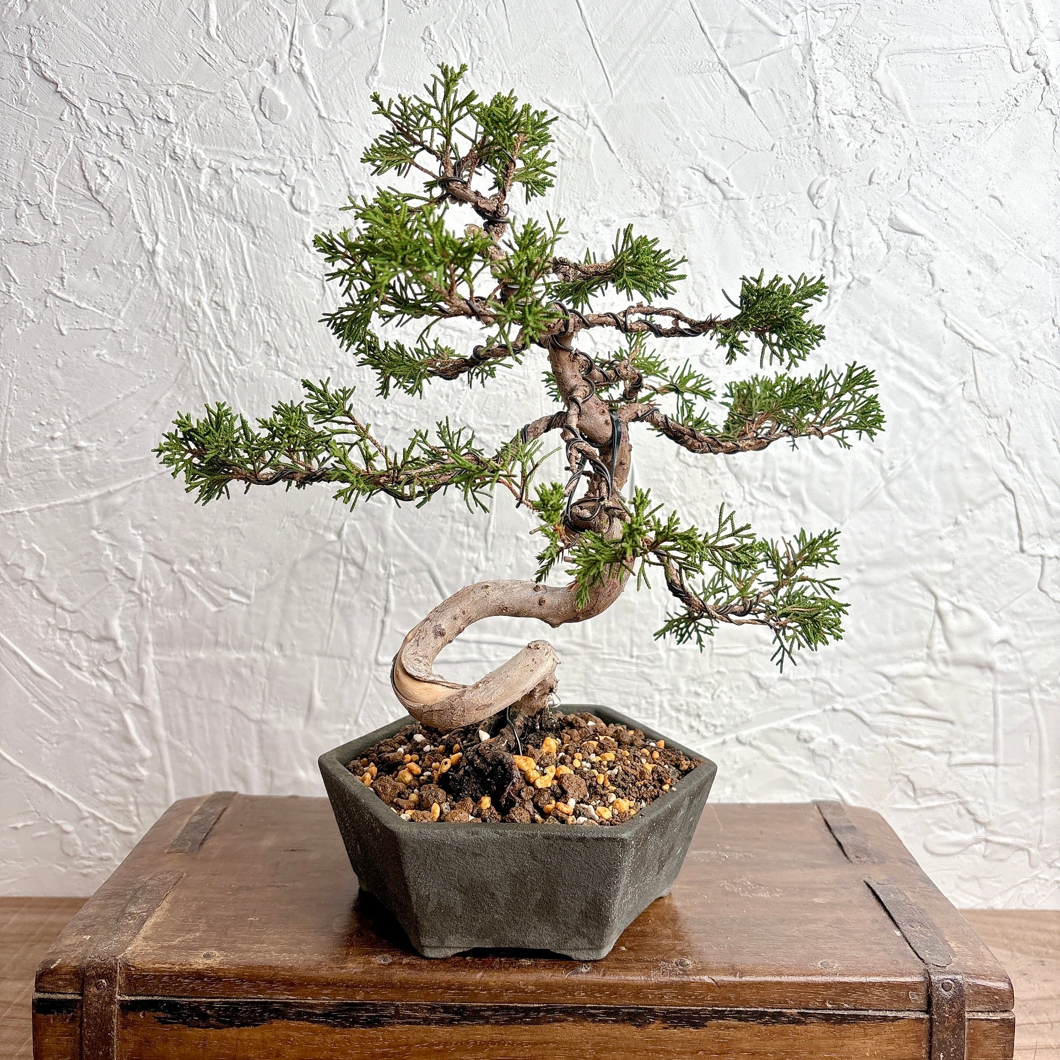 盆栽 真柏 [観葉植物] | yu25plants