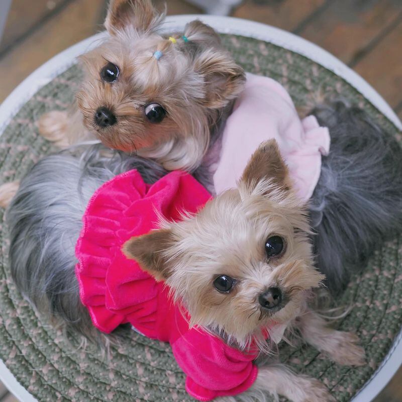 ベロアのバルーンワンピース 犬服 00431