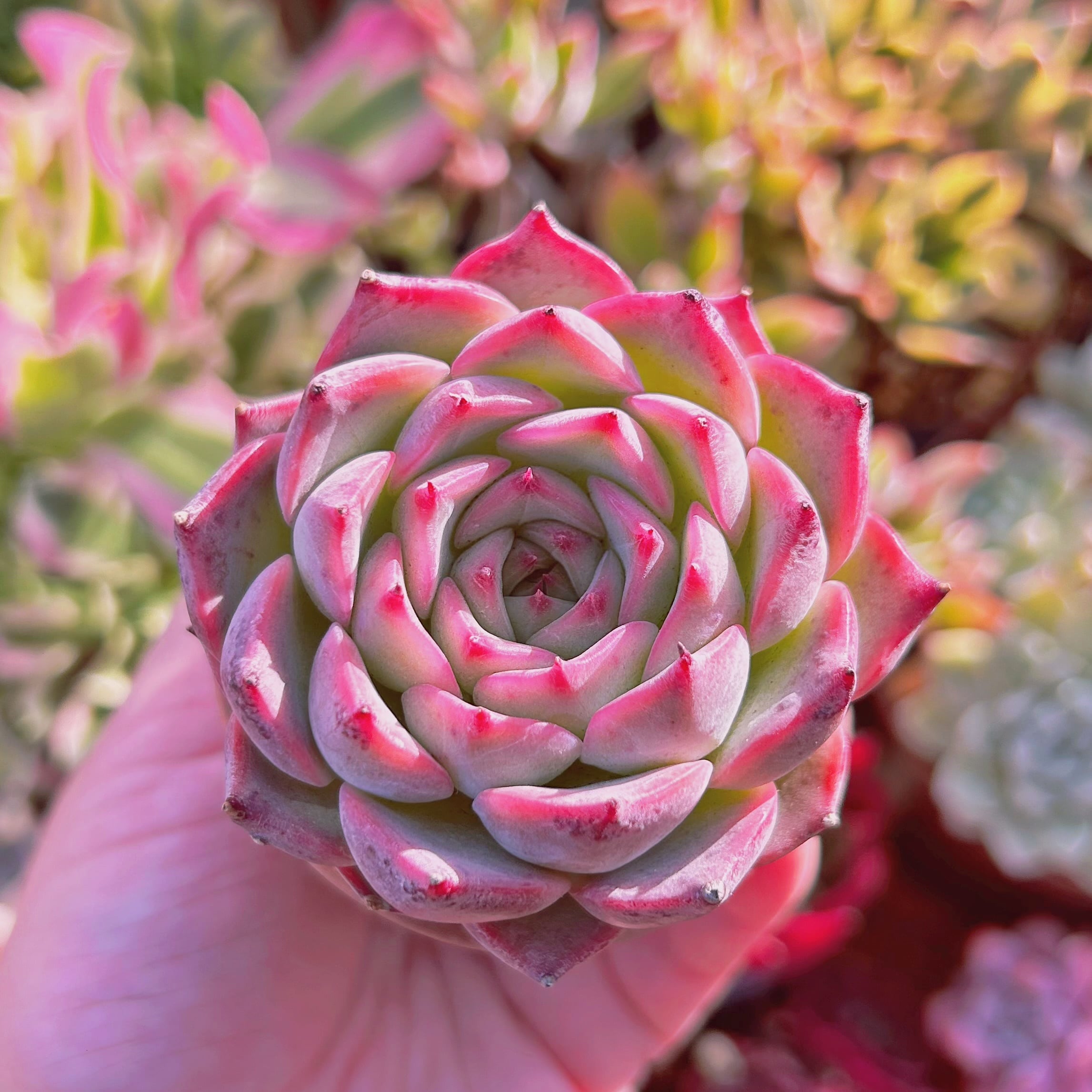 多肉植物　Echeveria 新品種　チワワエンシスxシルエット