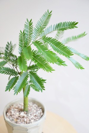 【M】エバーフレッシュ /Pithecellobium confertum ever fresh