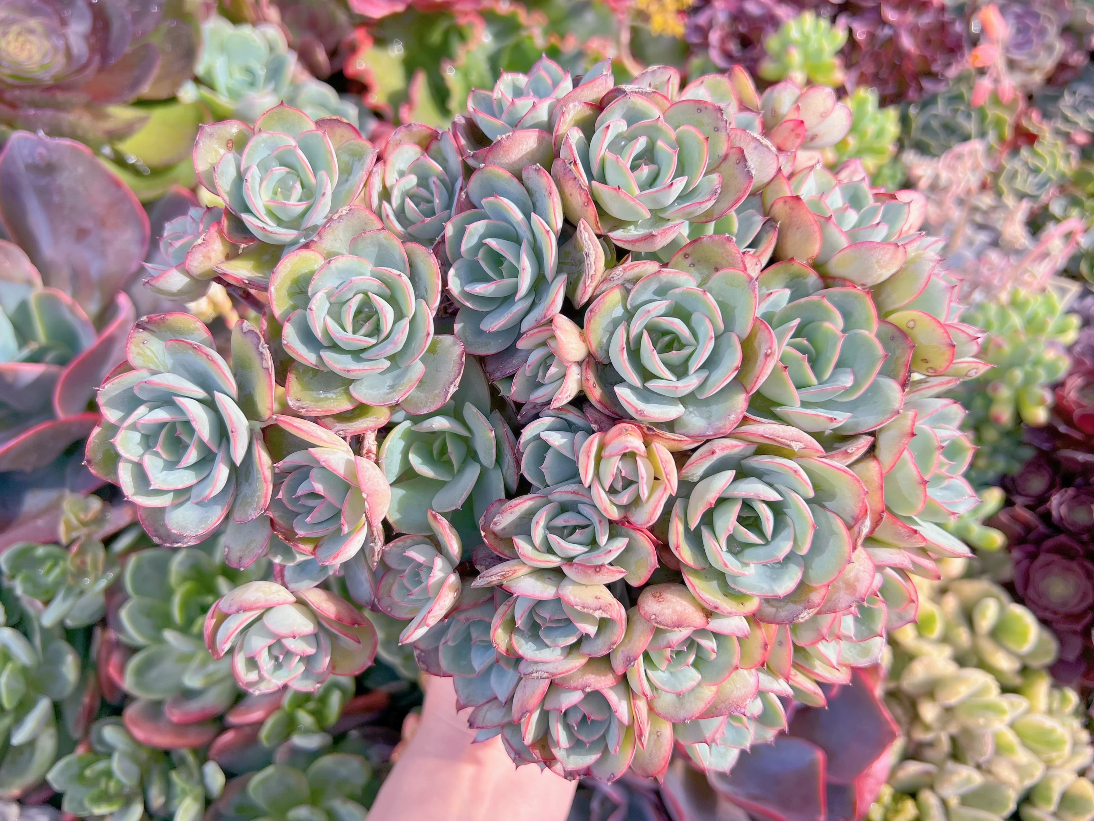 現品　牡丹亭(ぼたんてい)#M035　特大群生　美苗　新入荷　るる農園