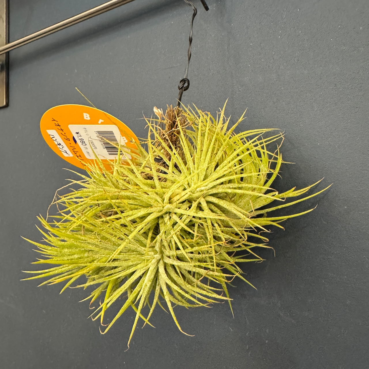 チランジア ハムエムラ ハンギング【926】