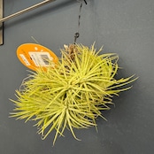 チランジア ハムエムラ ハンギング【926】