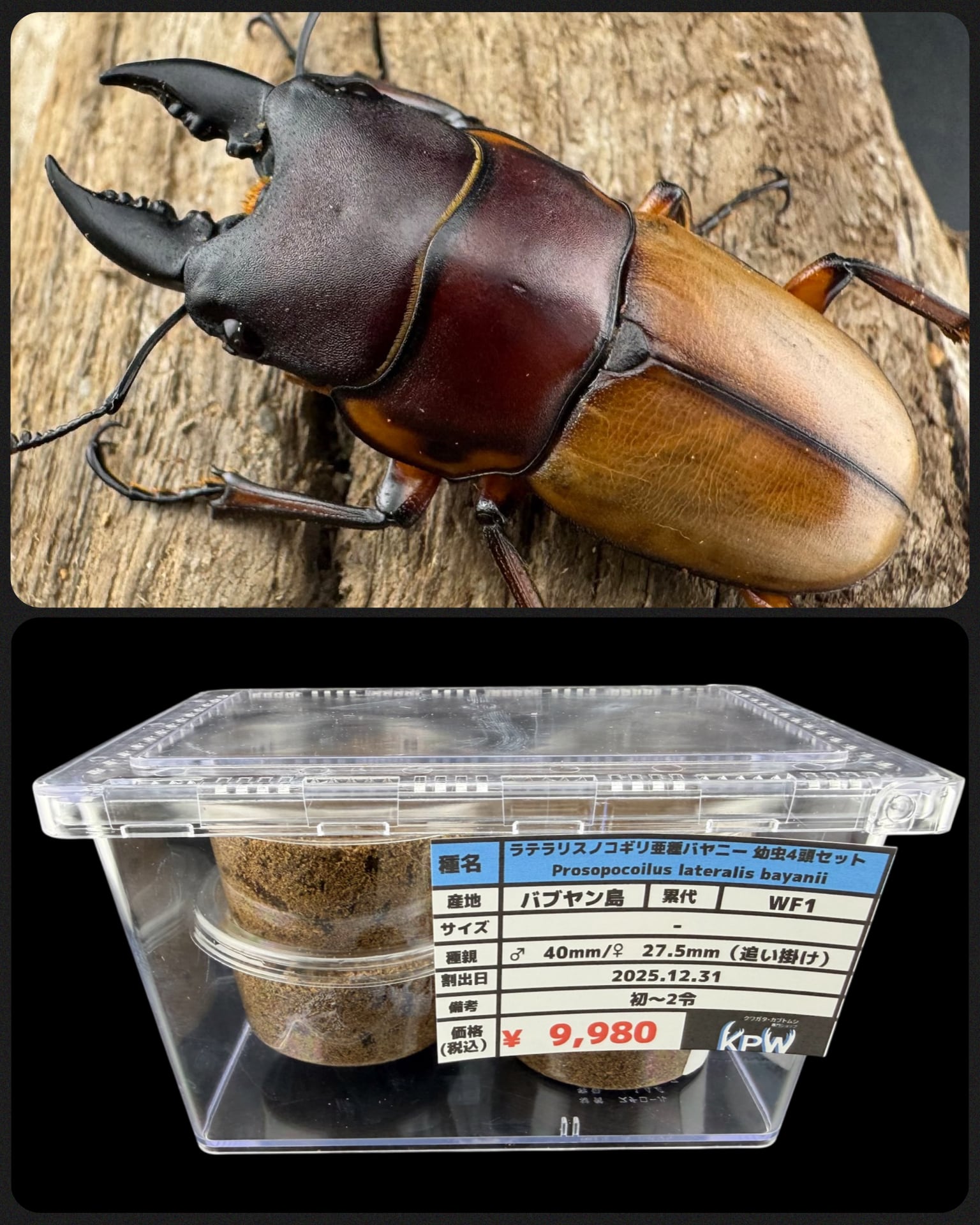 ミラビリスノコギリクワガタ 63.5mm ペア》 | KPW公式オンラインショップ