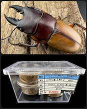 【WF1】《ラテラリスノコギリ亜種バヤニー 幼虫4頭セット》