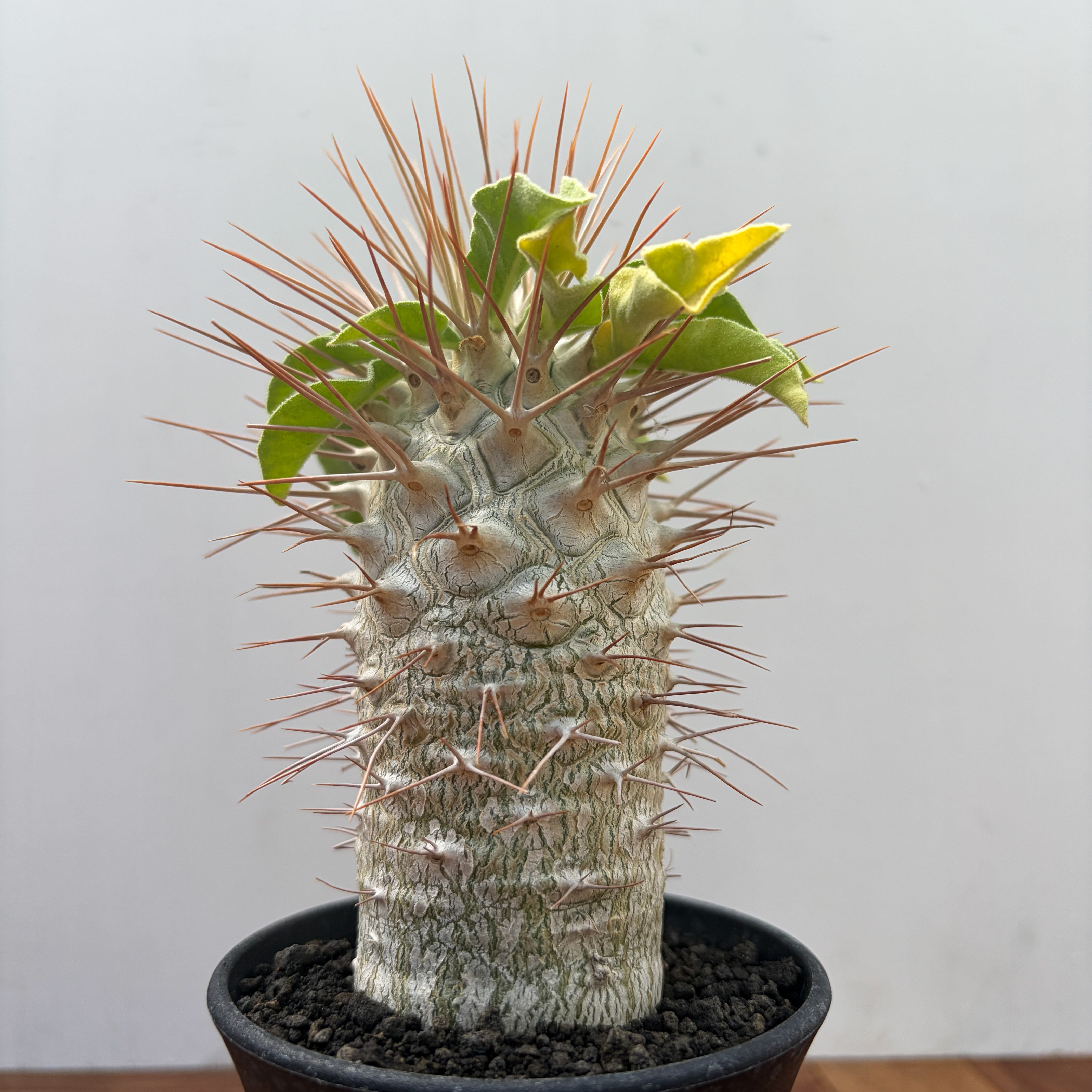 Pachypodium namaquanum【パキポディウム・ナマクアナム・光堂・実生