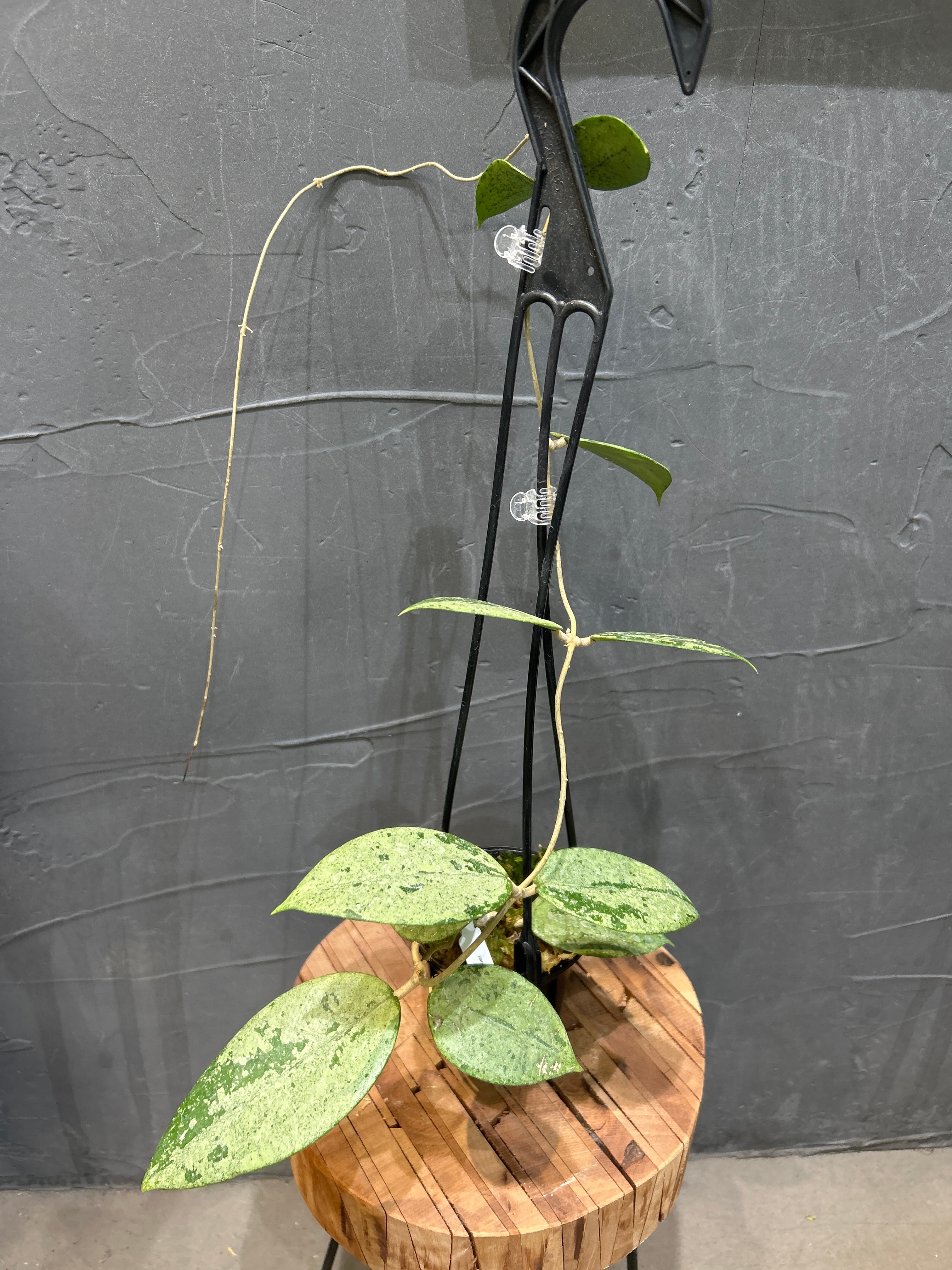 ホヤ カセンボン シルバー | MIDORIYA 観葉植物専門店