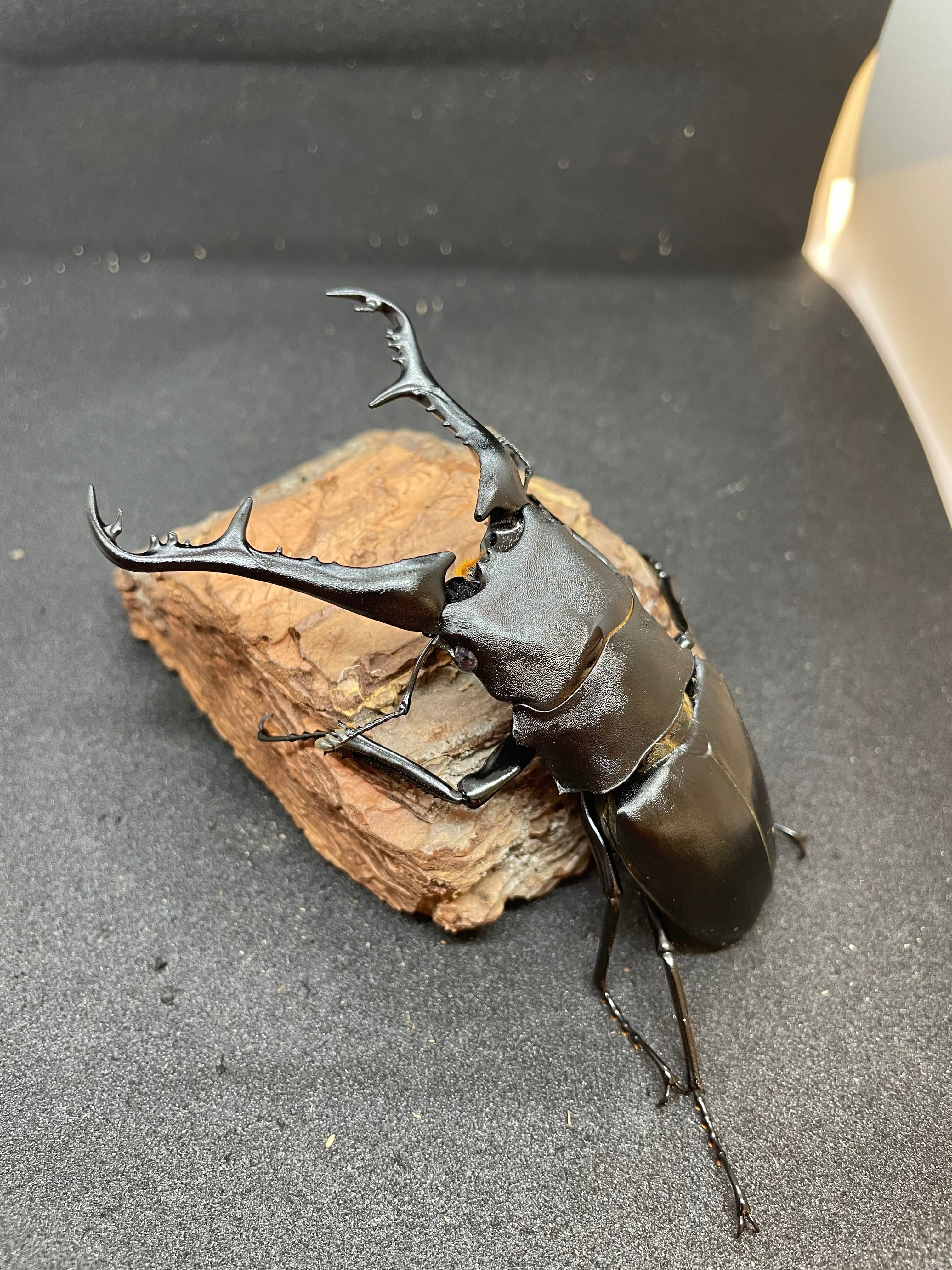 対馬産 オオクワガタ ♂56mm 単品 (WF1) | Pay ID